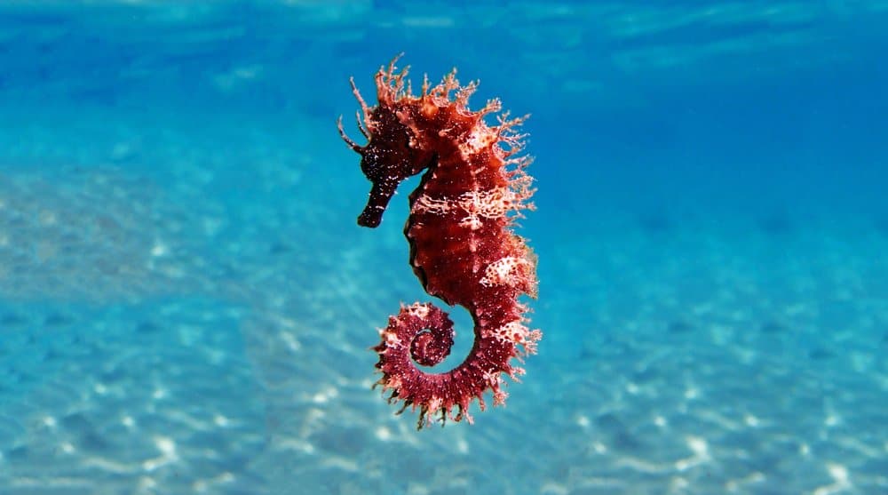 The Fascinating World of Father Seahorses Giving Birth