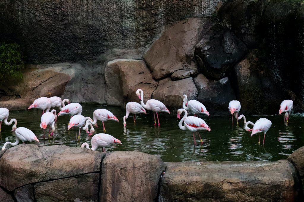 flamingo birds nesting