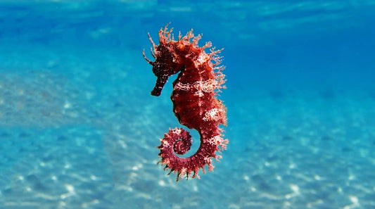 The Fascinating World of Father Seahorses Giving Birth